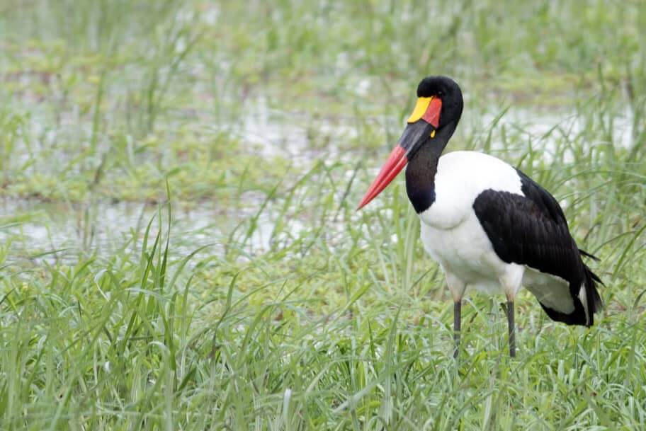 Day 4: Serengeti to Ngorongoro Crater